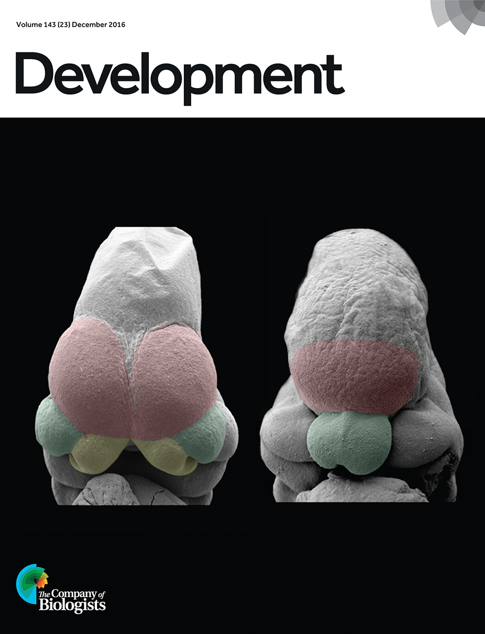 Scanning electron microscopy of E10.5 control (left) and Six3neo/− (right) mouse embryos. The telencephalic vesicles (pseudocolored in red), and the medial (pseudocolored in yellow) and lateral (pseudocolored in green) nasal prominences are well separated in control embryos; however, only one small telencephalic vesicle and no medial nasal prominences are present in Six3neo/− embryos. From Geng et al., p. 4462.