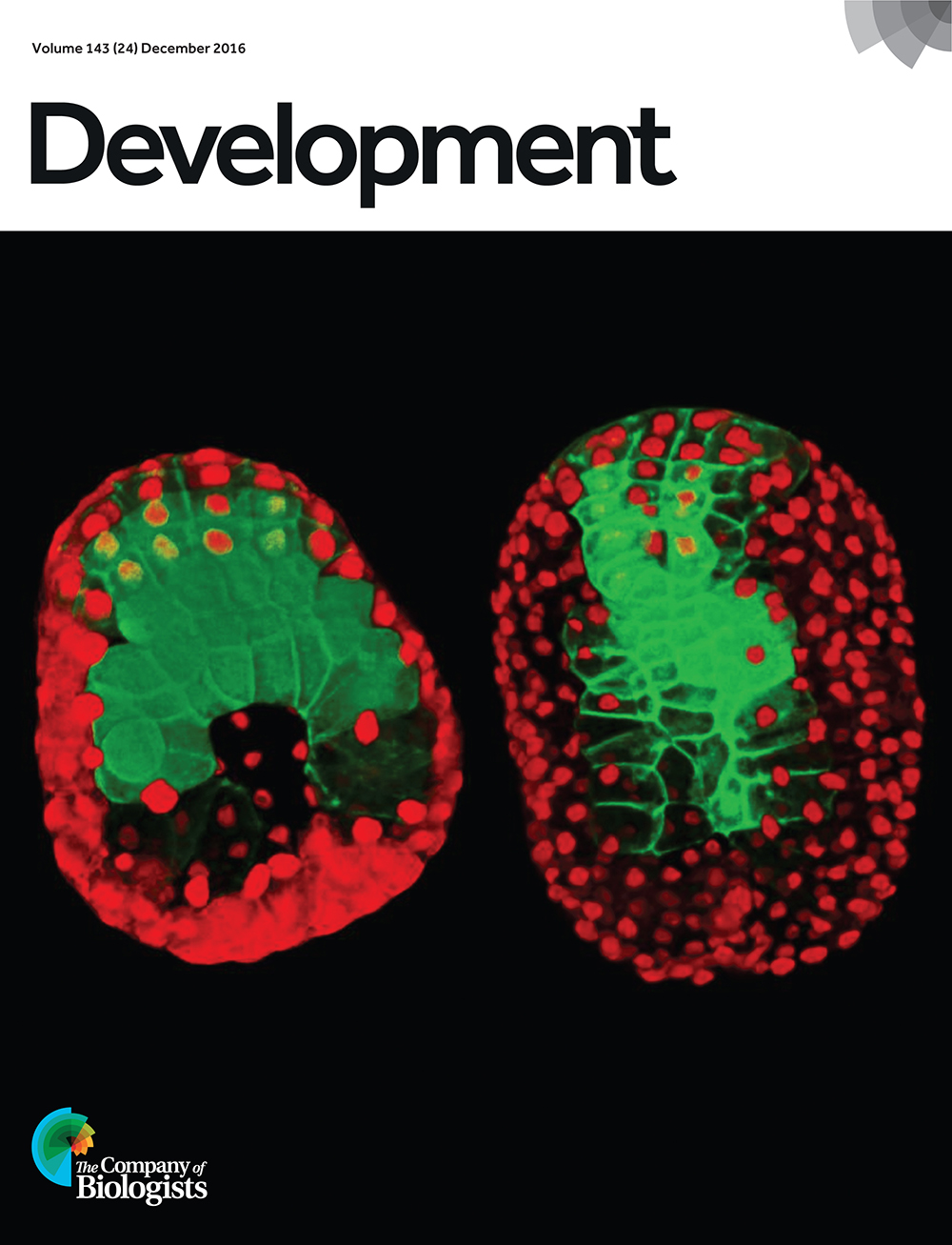 3D reconstructions of mid-gastrula (left) and mid-neurula (right) Ciona embryos electroporated with transgenes driving H2B:Cherry (red) in the epidermis and YFP-CAAX (green) in the neural plate. Nodal and FGF control the cellular behaviours underlying morphogenesis of the neural tube during Ciona development. From Navarette and Levine, p. 4665.