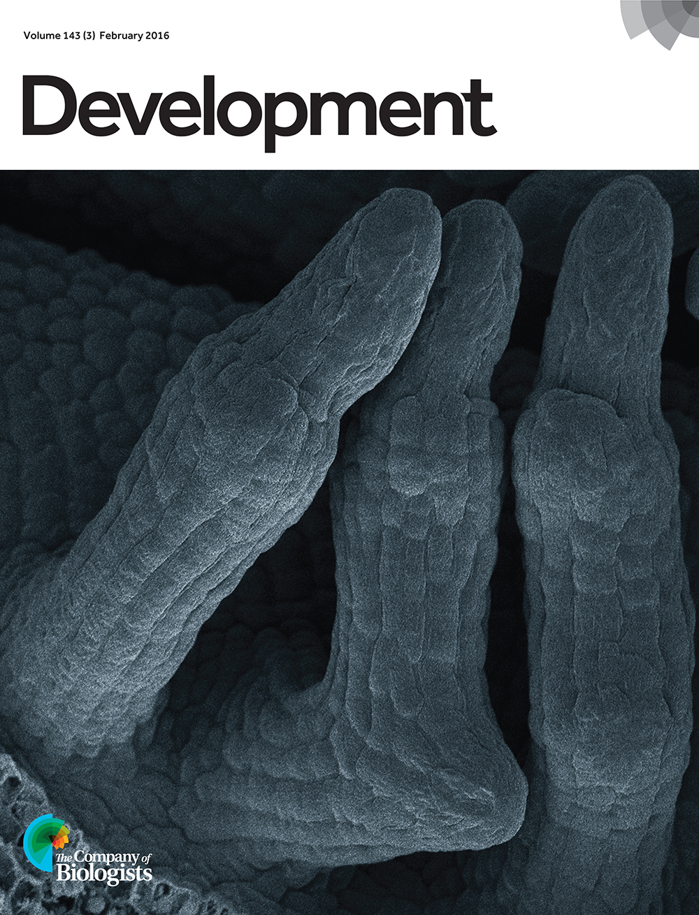 Ovules of Arabidopsis bel1 cna phb phv mutants. The ovulate axis of extant angiosperms does not branch, whereas some fossil gymnosperms show branching ovules. The branched ovulate axis of this mutant might thus bridge the gap in ovule body plan. From Yamada et al., p. 422.