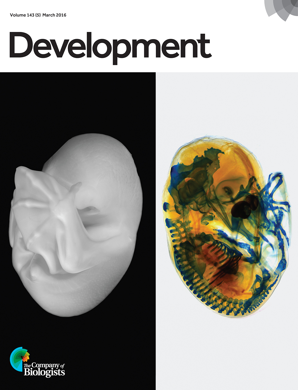 Stage 19 short-tailed fruit bat (Carollia perspicillata). On the left side is an image of the fixed embryo before staining; the right side shows the embryo after Alcian Blue staining for cartilage. This image, taken by Idoia Quintana-Urzainqui, Paola Bertucci, Peter Warth and Chi-Kuo Hu at the 2014 Woods Hole MBL Embryology course, was chosen by readers of the Node.