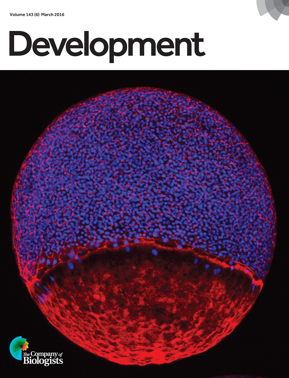 Actin filaments (red) are enriched at the borders of enveloping layer cells surrounding the blastoderm (nuclei, blue), in the yolk cell cortex, and in a band adjacent to the blastoderm, where they function in cell movements of epiboly and maintain integrity of the blastoderm and yolk cell, a process that is disturbed in zebrafish split top embryos. From Langdon et al., p. 1016.