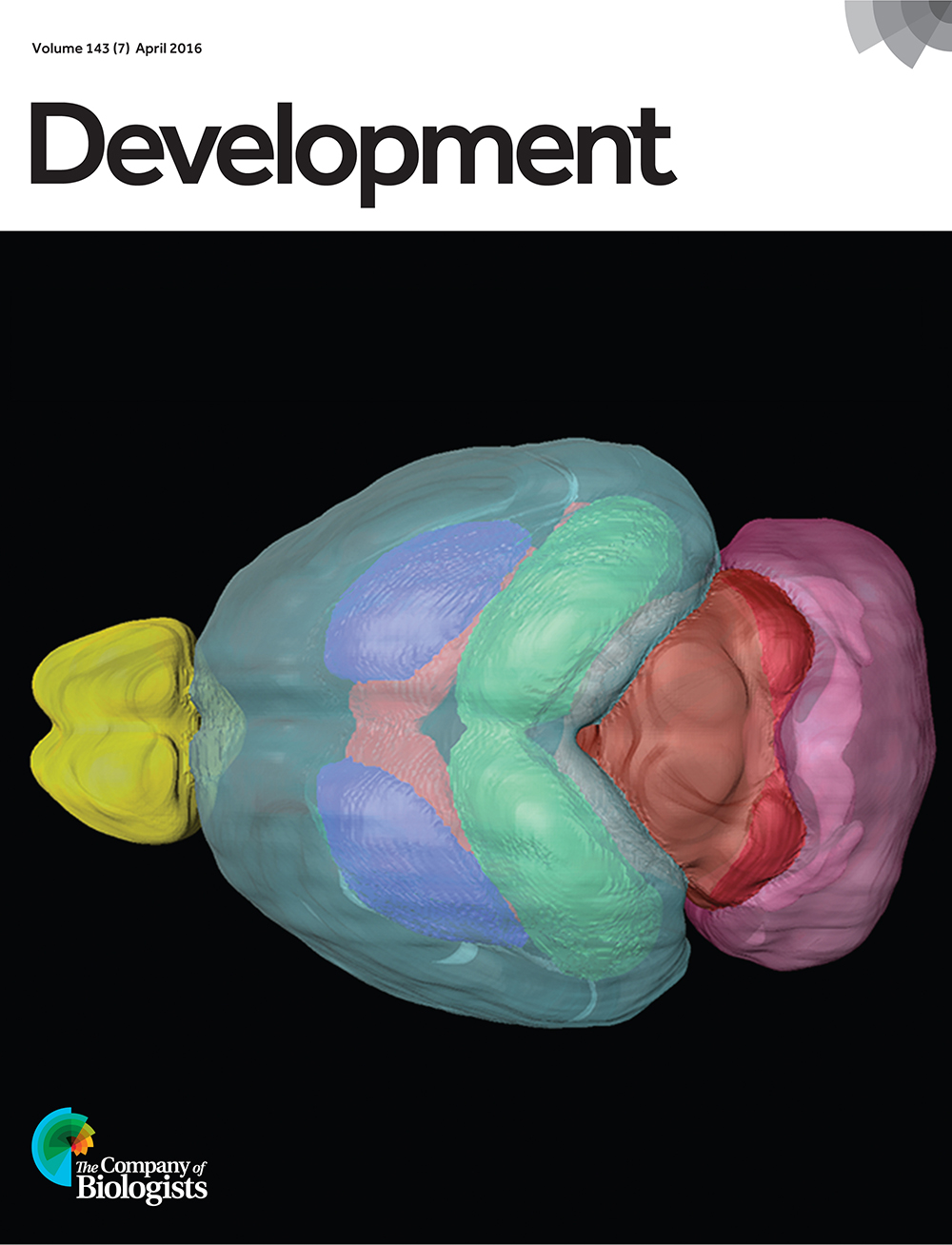 A segmented brain MRI scan for a heterozygous Tubb5 knockout mouse. Depicted are the olfactory bulbs (yellow), cortex (cyan), putamen (dark blue), lateral ventricles (red), hippocampus (green), colliculi (maroon) and cerebellum (pink). These mice have microcephaly reminiscent of patients with TUBB5 mutations. From Breuss et al., p. 1126.