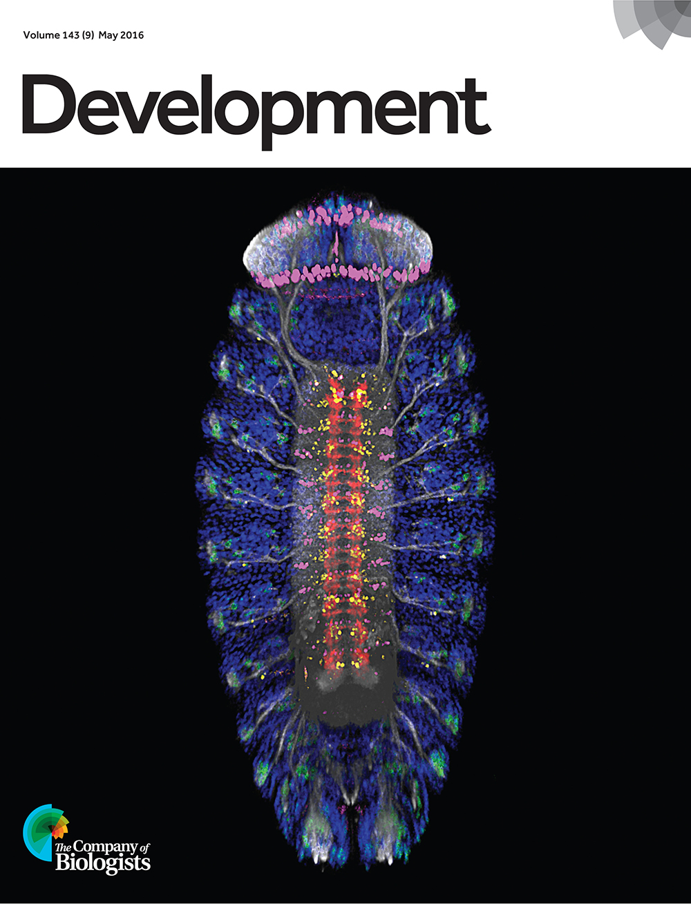 Stage 17 Drosophila melanogaster embryo (ventral view) showing Elav (green; neuronal nuclei), Spalt (yellow; subset of neuron and muscle nuclei), BP102 (red; CNS axons), Eve (magenta; subset of CNS nuclei, and ring of nuclei around anal pad), HRP (grey; neuronal cell bodies and axons) and DAPI (blue; nuclei) staining. The image was taken by Connie Rich (University of Cambridge, UK) at the 2014 Woods Hole MBL embryology course and was chosen by readers of the Node