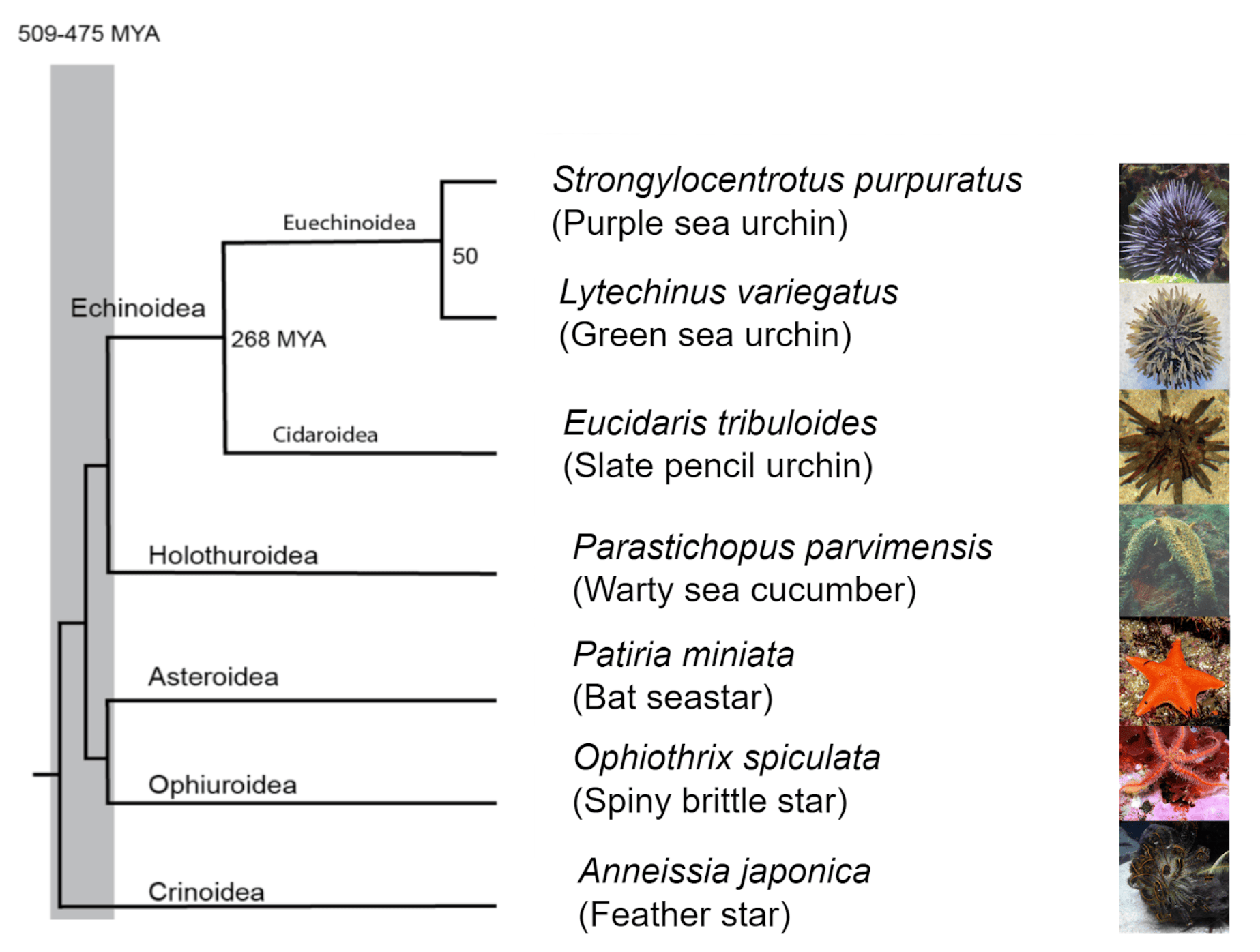 Echinodermata classes