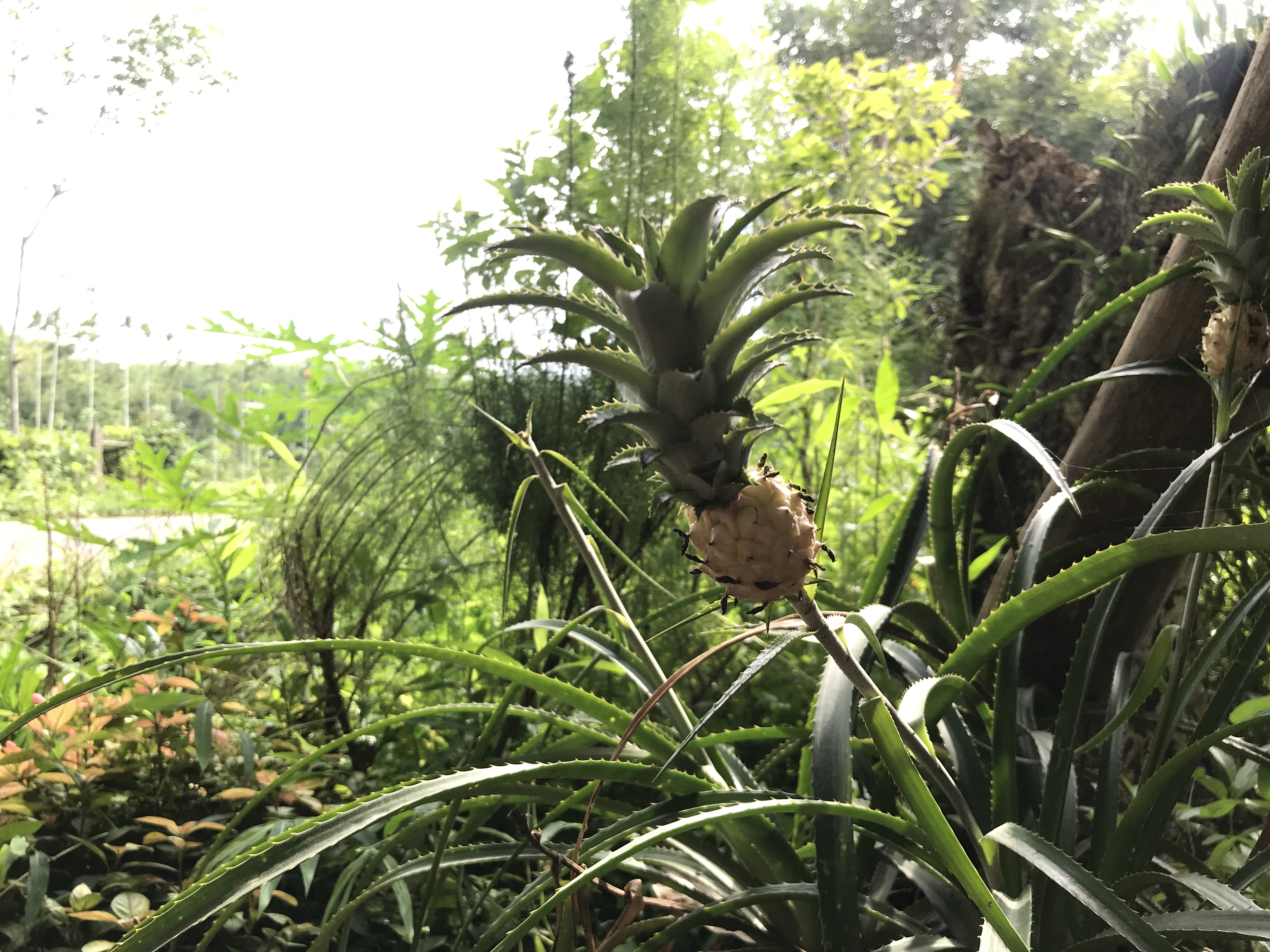 their little pineapple plant!