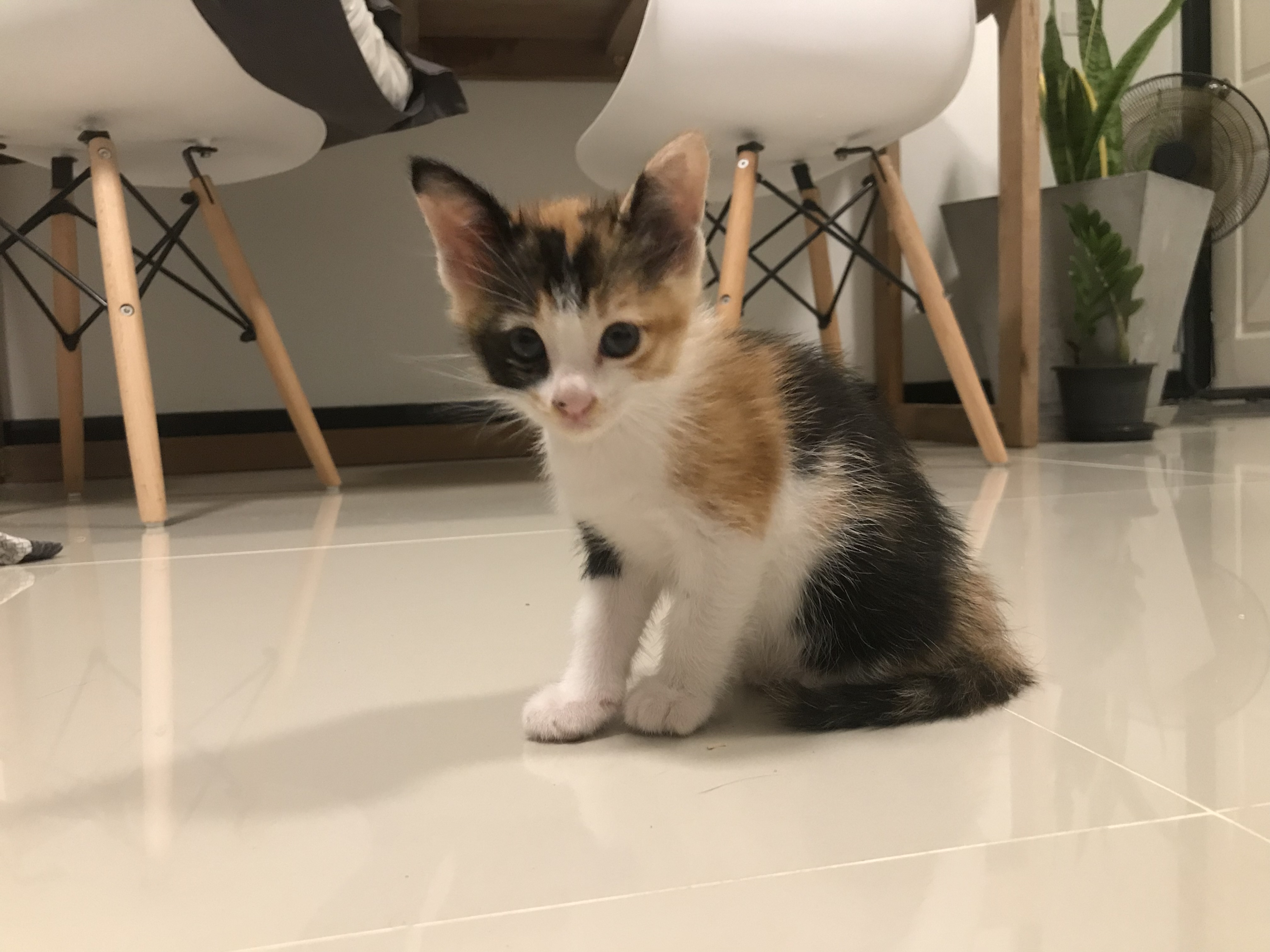 our new kitten named kiwi!!