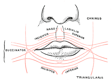 Here's everything you need to know about the illness, inc. The Muscles Of The Mouth Human Anatomy