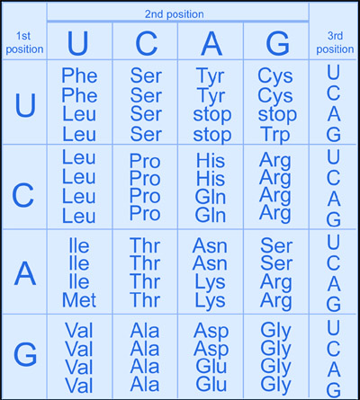 An individual inherits two alleles for each gene, one from each parent. Genome Dictionary Genetics Glossary G