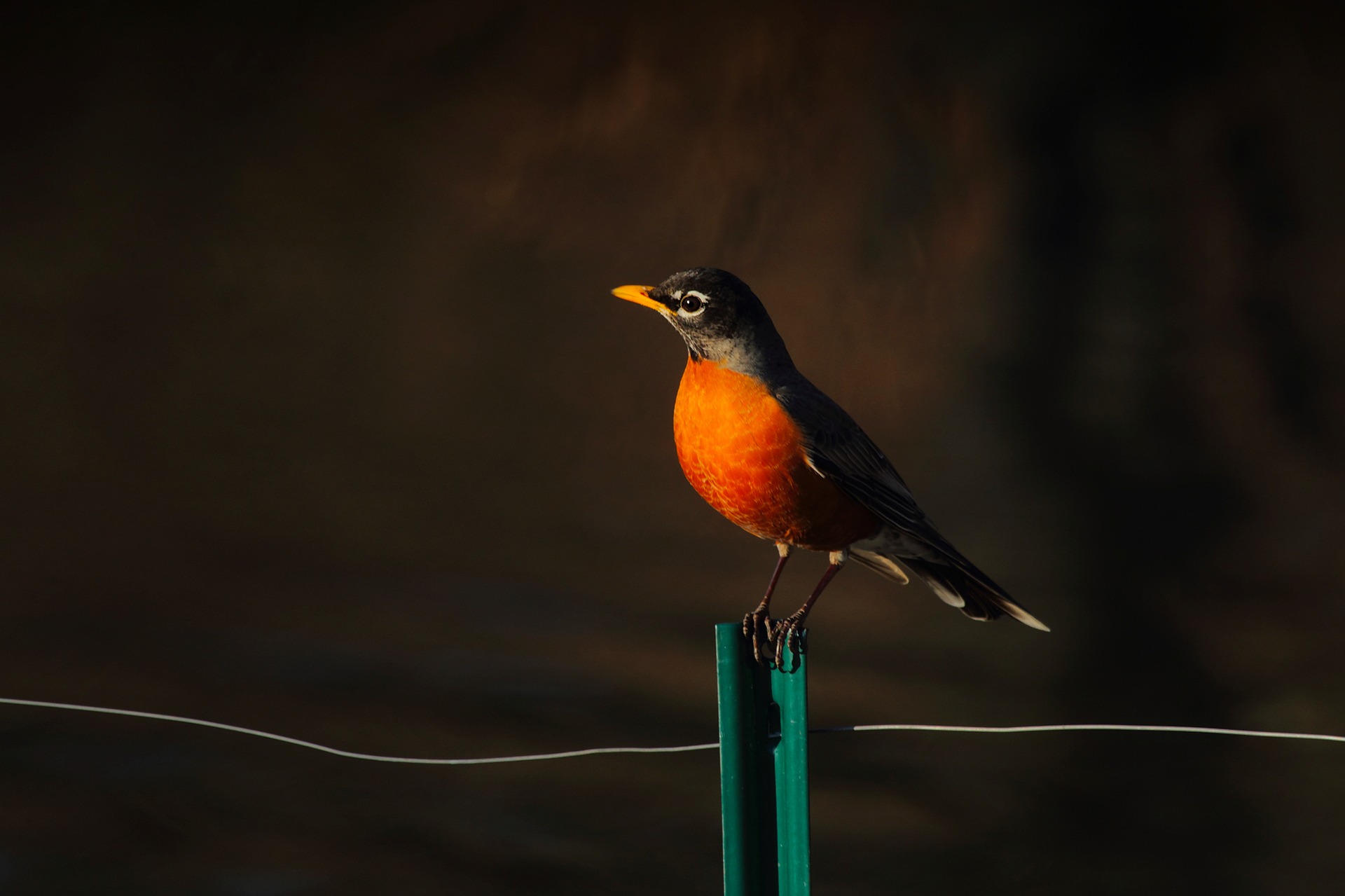 february robin