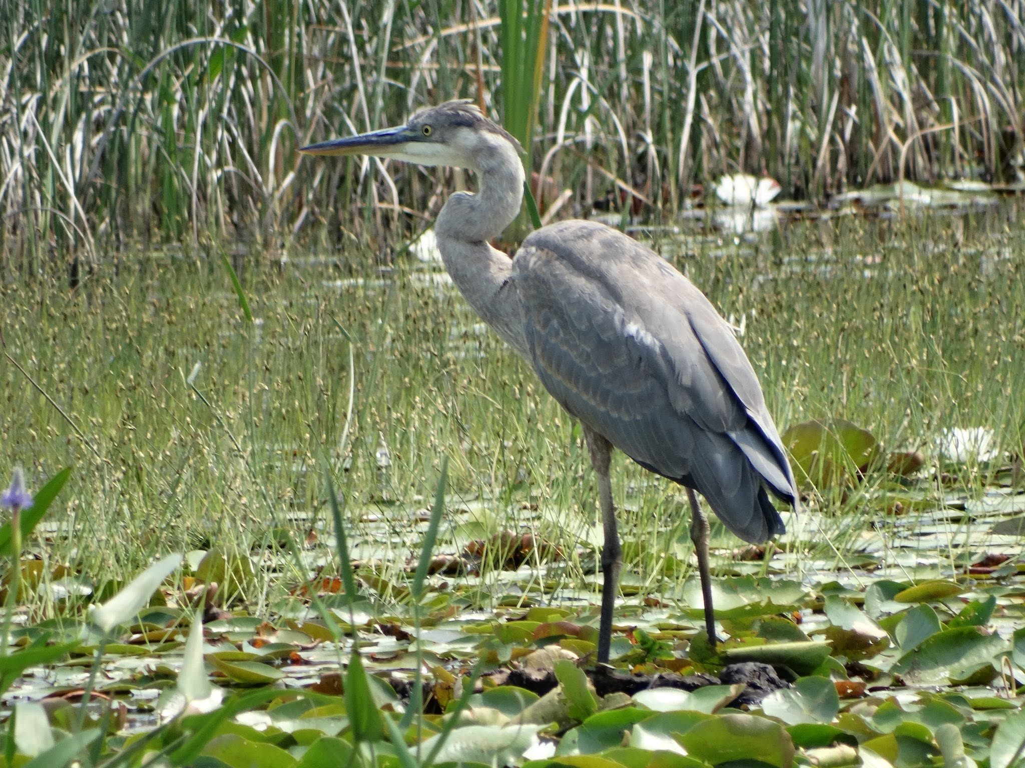 A Hike in Tiny Marsh Provincial Wildlife Area