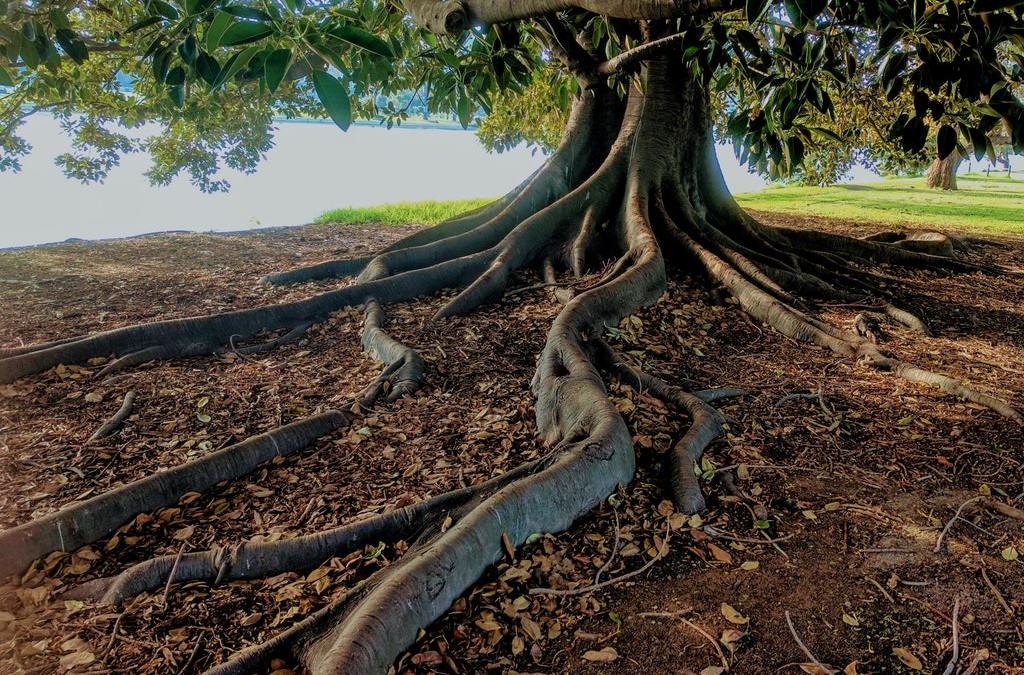 De-Rooting a Problem