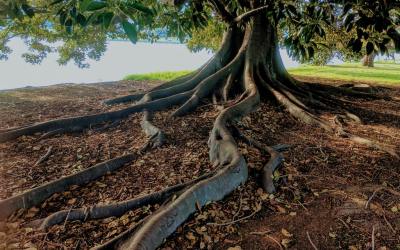 De-Rooting a Problem