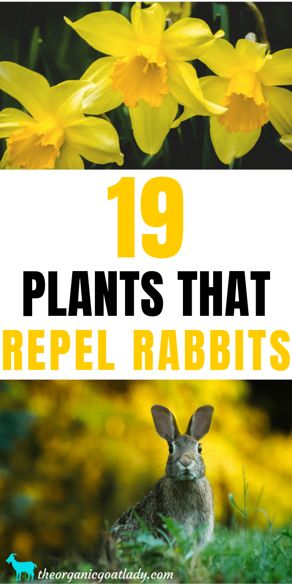 19 plants that repel rabbits