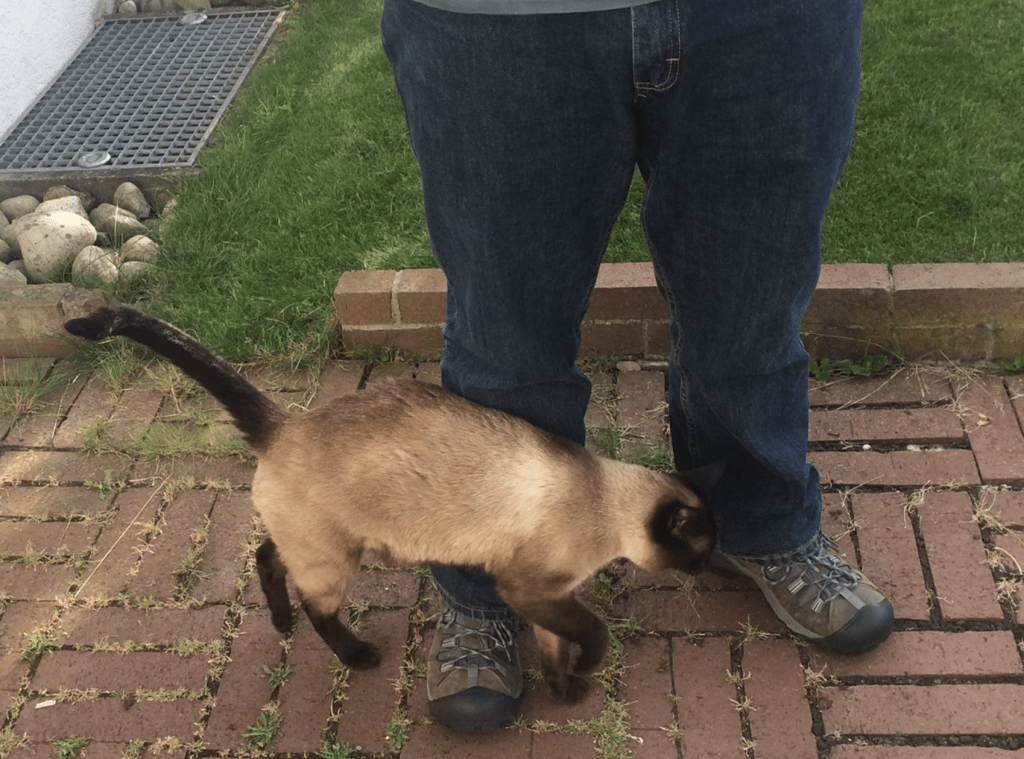 “Kicking the cat…” What happens when anger is displaced… The Overeducated Housewife