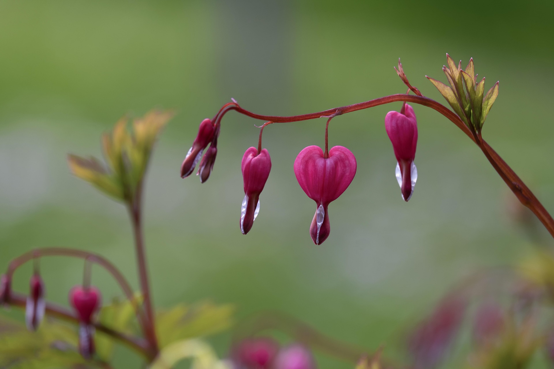Image of a pink flower in the shape of a heart.