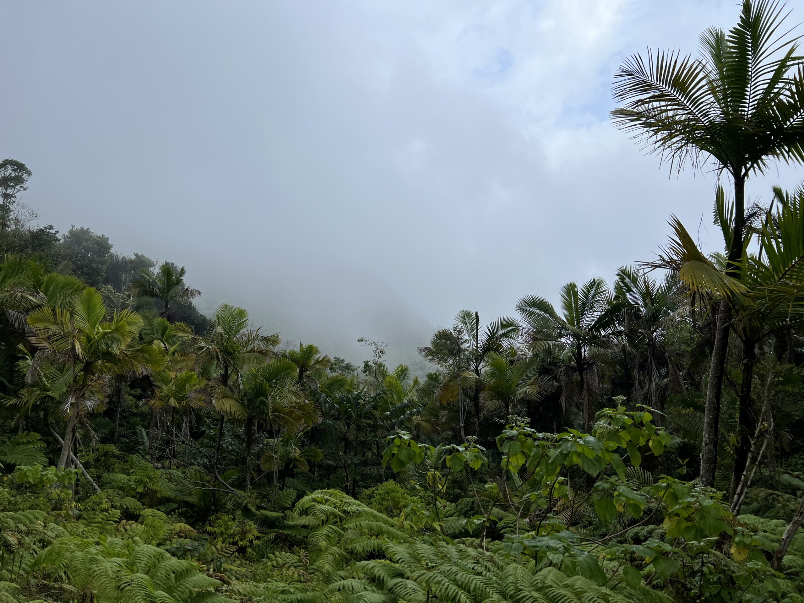 Picture of El Yunque National Forest in Puerto Rico.