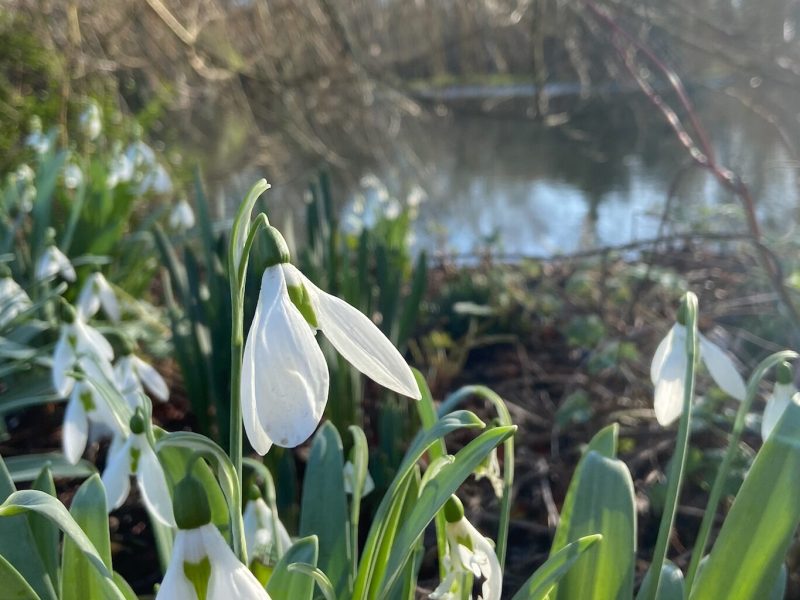 A photo of snowdrops in front of a lake during winter.
