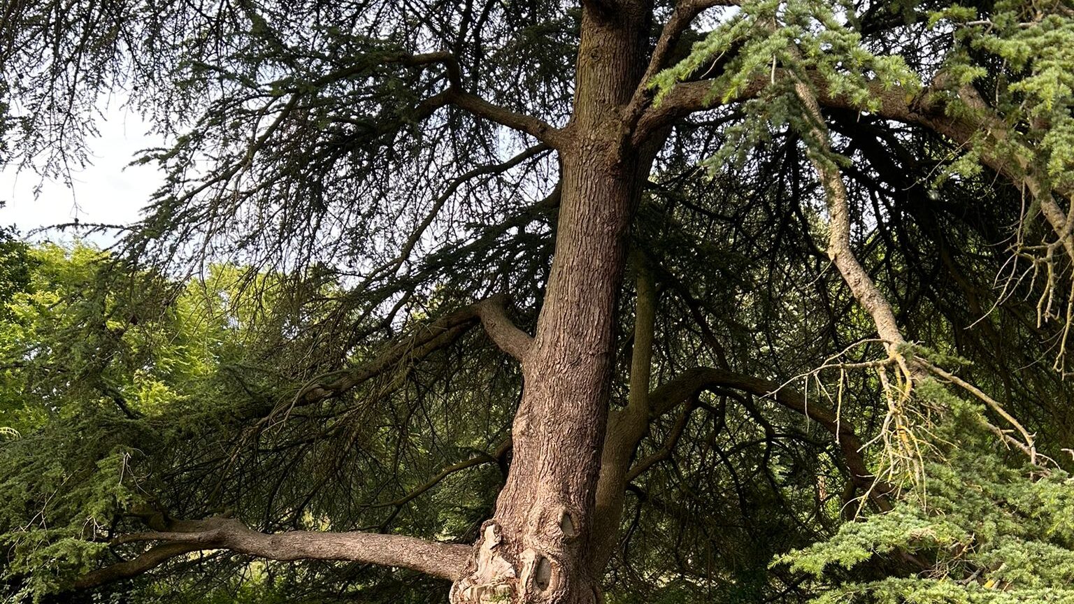 The Hiding Tree