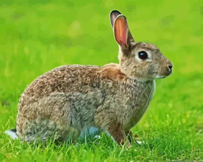 European Rabbit Side View Paint By Numbers