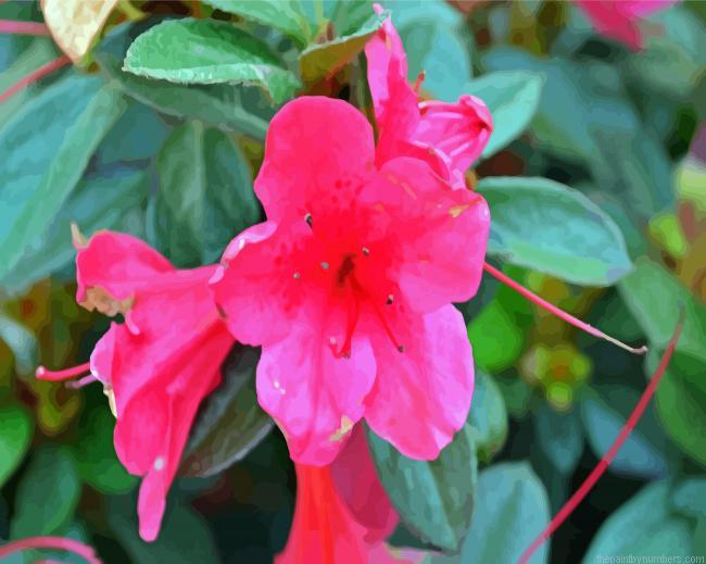 Pink Azaleas Roses Paint By Numbers