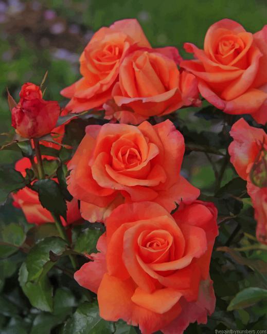 Pink Roses NEW Paint By Numbers