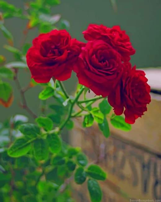 Red Roses Paint By Numbers