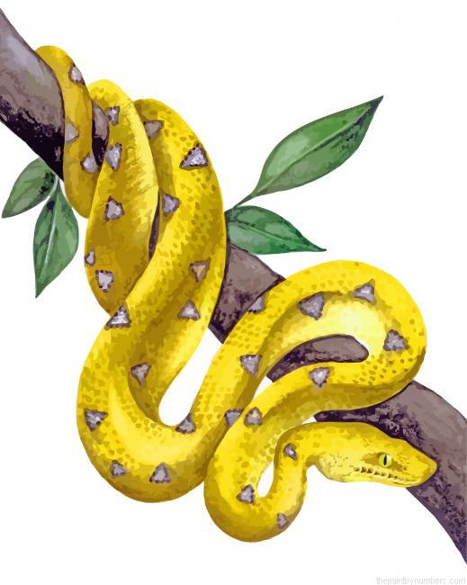 Royal Python Paint By Numbers