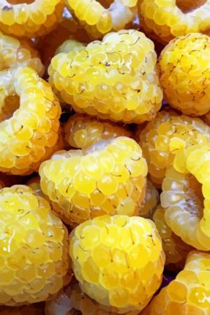 Yellow Raspberry Paint By Numbers.jpeg