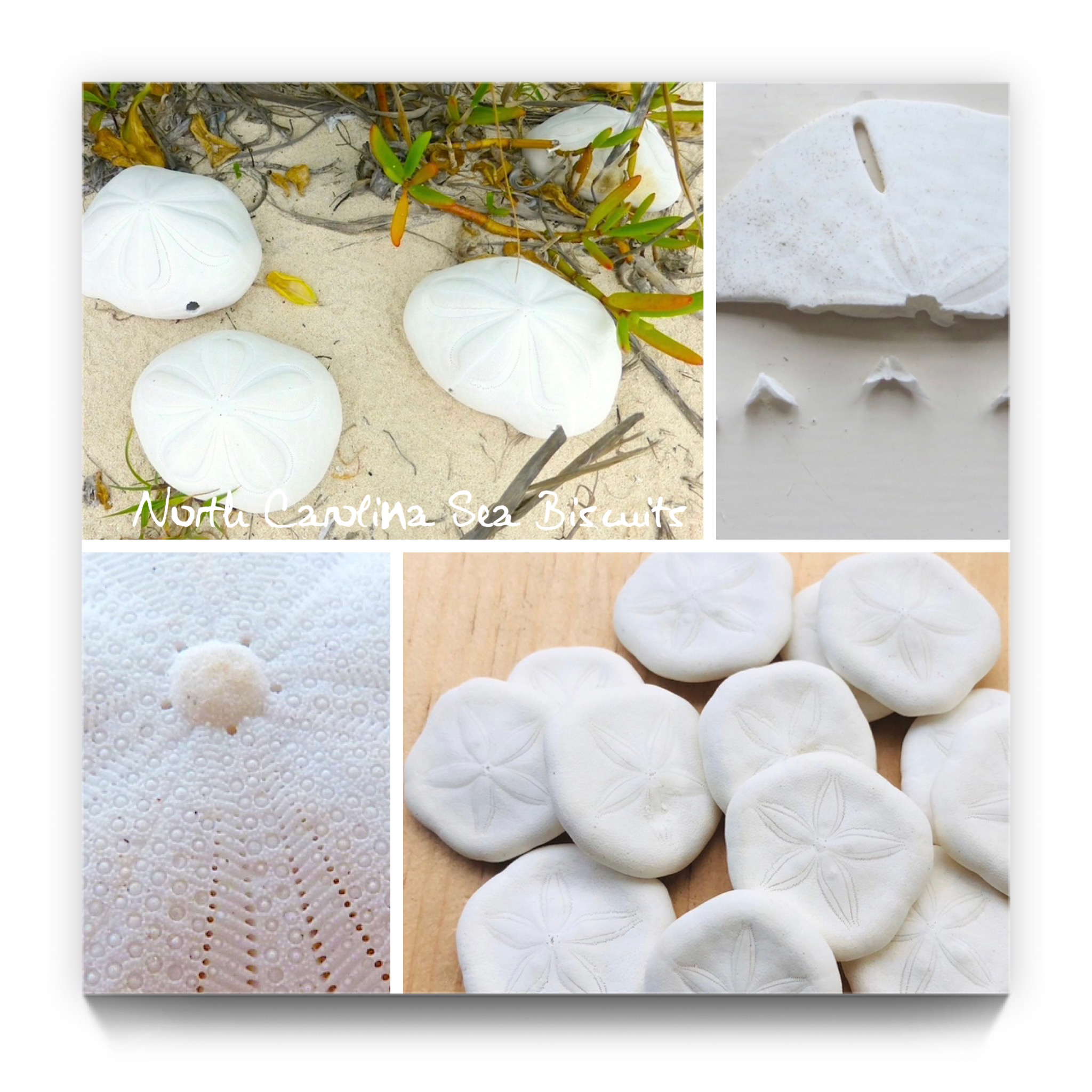 Sand Dollars and Sea Biscuits  on the Coast