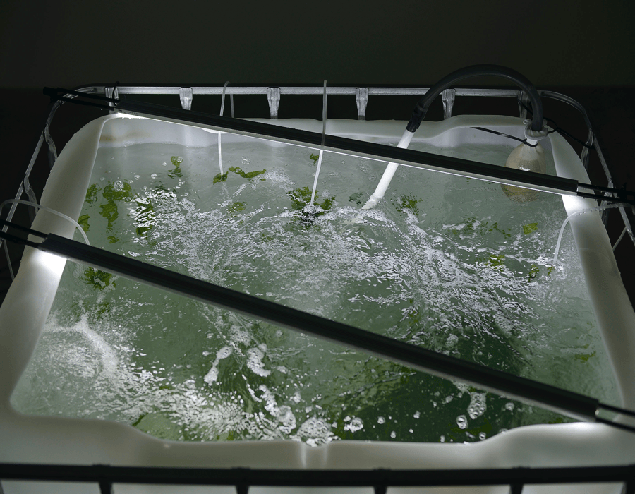Misunderstood Weed (dettaglio), 2016 Cisterna IBC, acqua salata, alghe, plastica, luci al LED, 100x120x117 cm  Courtesy dell’artista (Foto: Roberto Apa)