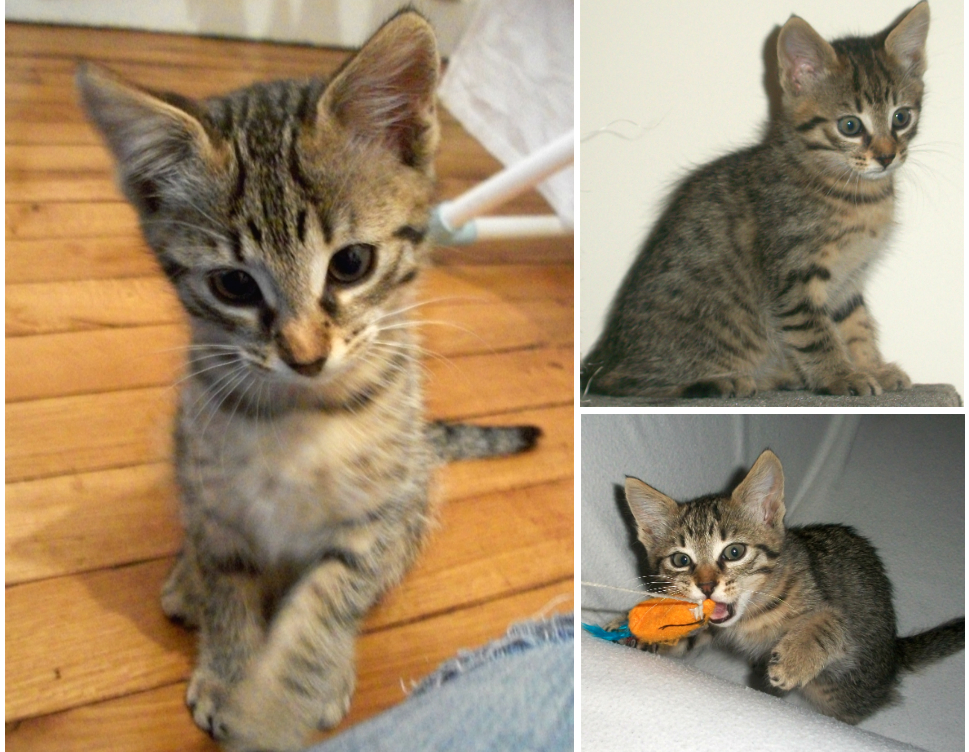brucy as a kitten
