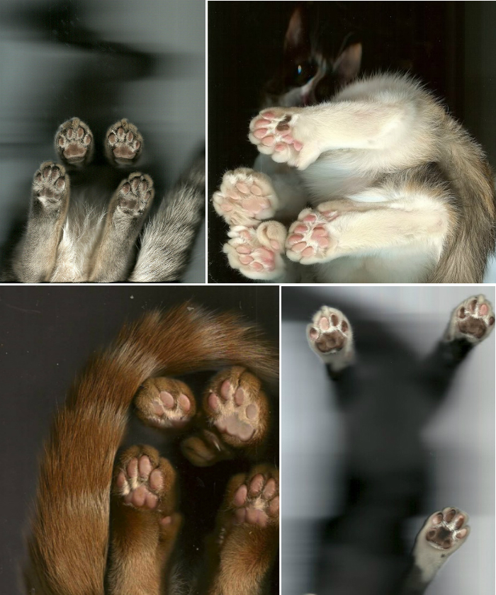 cute paws