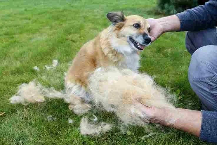 Reduce Shedding In Dogs