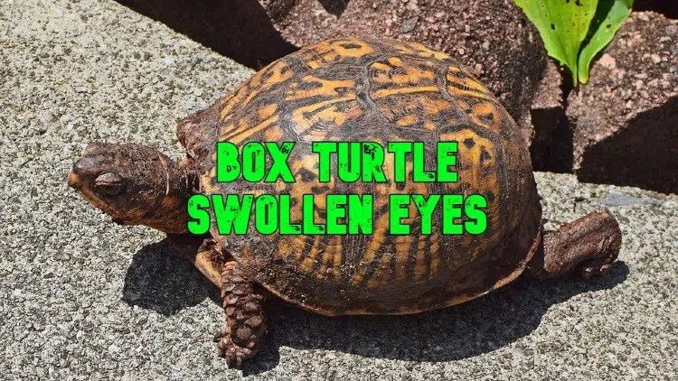 Box turtle swollen eyes: symptoms, causes, treatment, 51% off