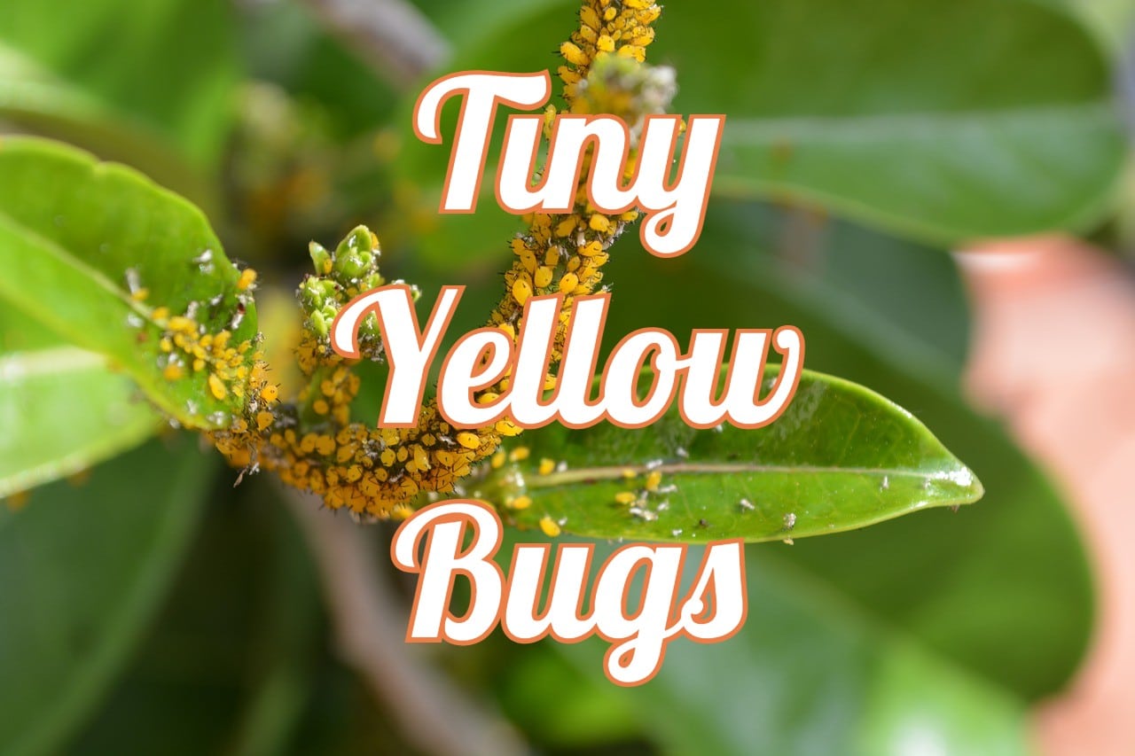 18 tiny yellow bugs you may encounter (with pictures)