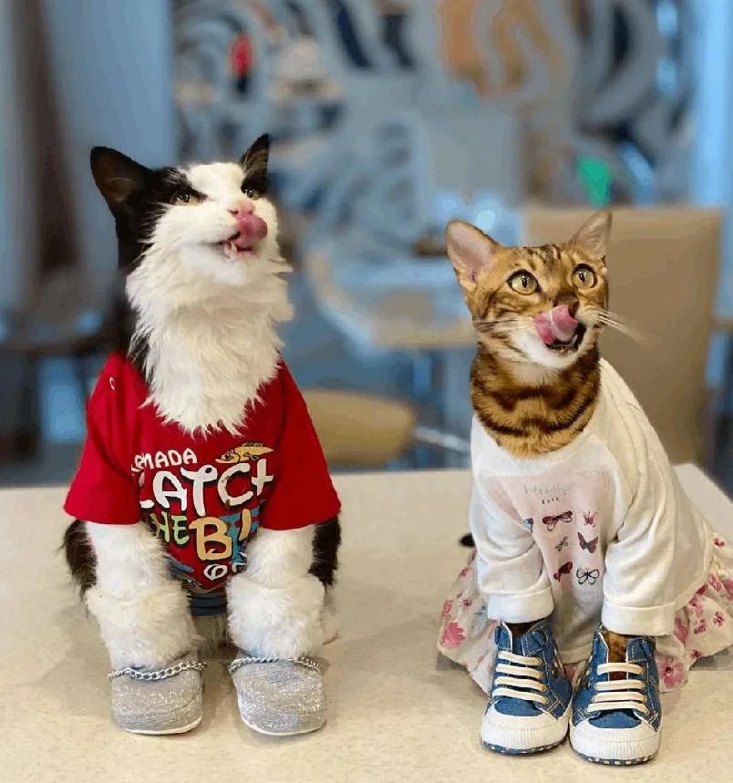 Angel bengal