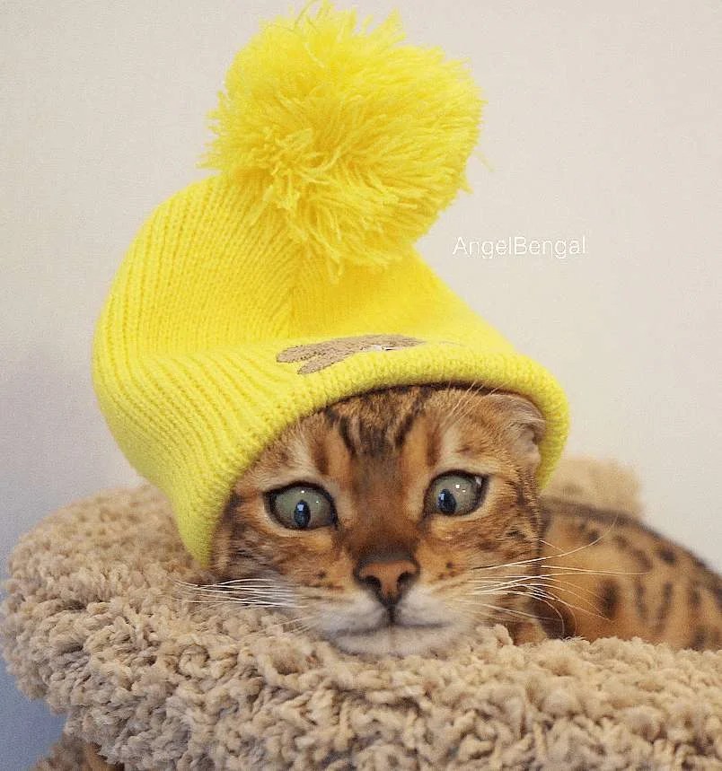 Angel bengal