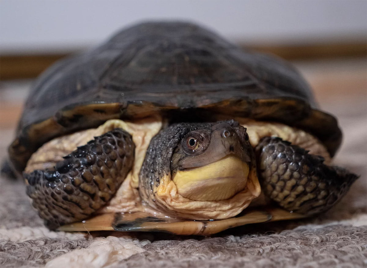 How to care for your african sideneck turtle