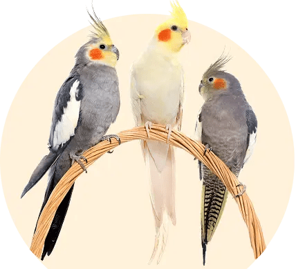 bird banner