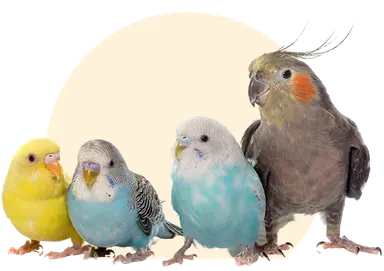 bird species