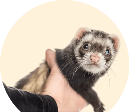 ferrets