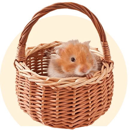 pet hamster