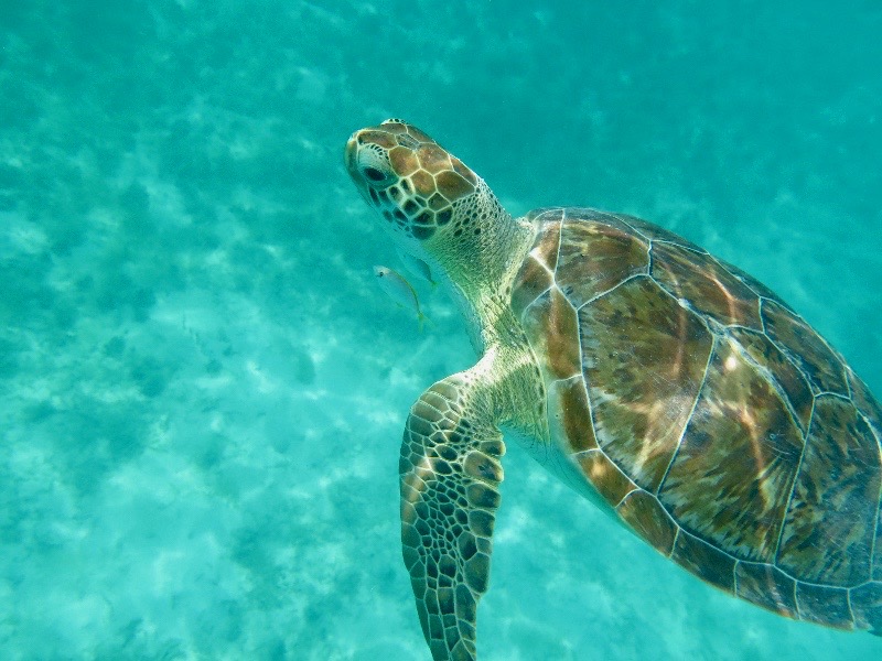 Explore The Island