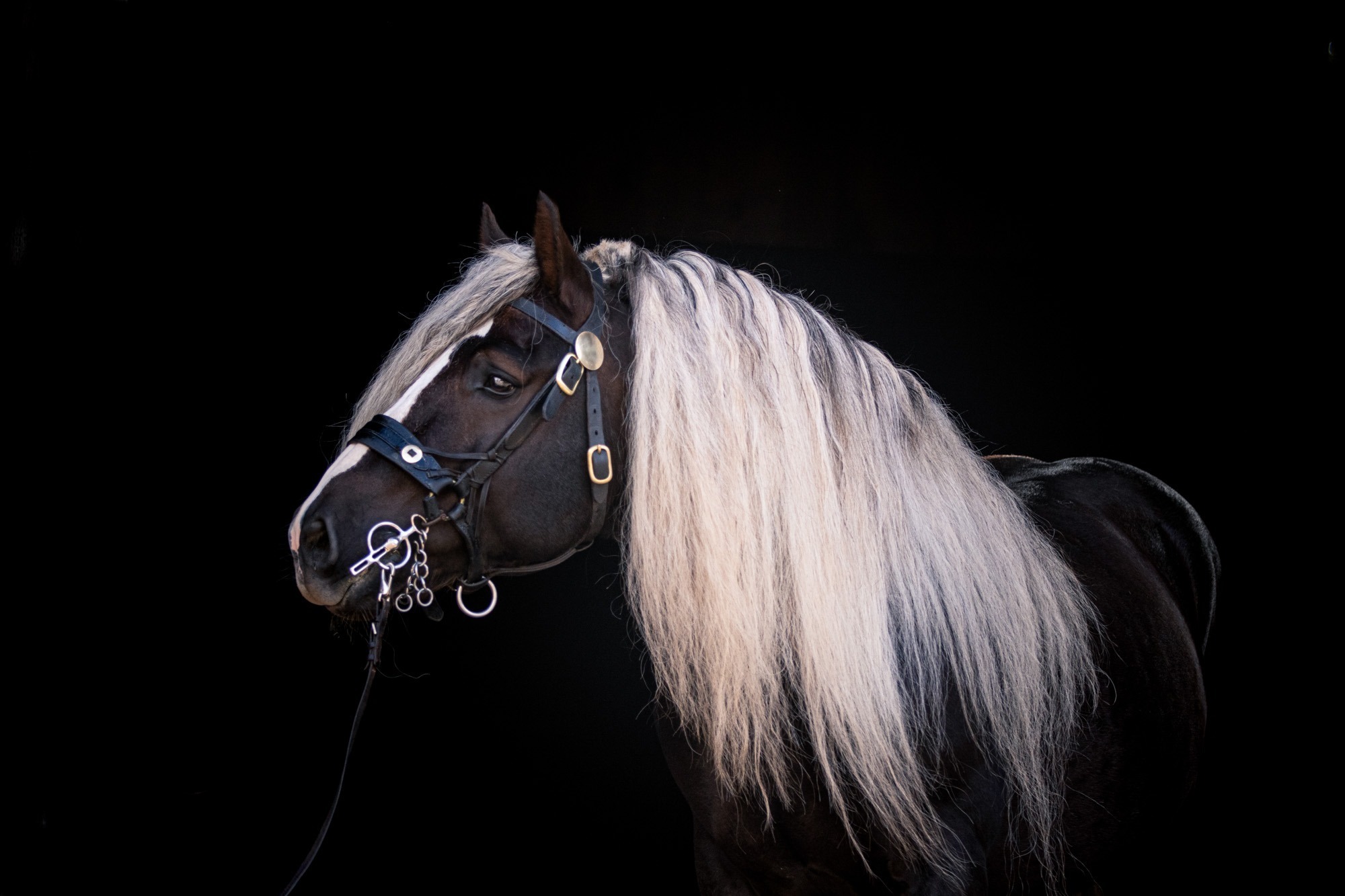 Equine Fine Art Photography & Horse Photo Tours — The Pixel Nomad