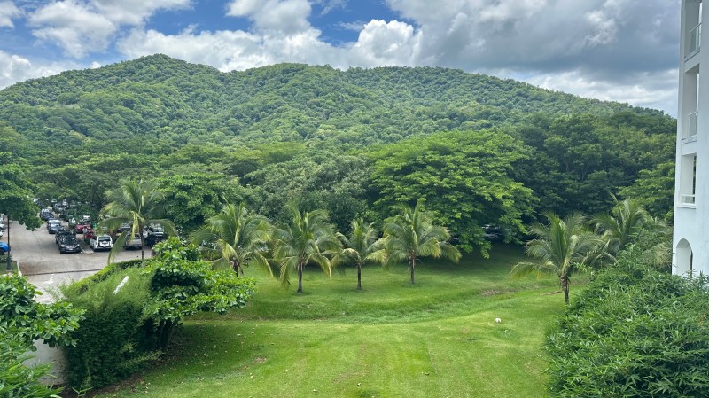 Rainforest