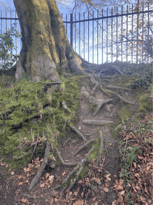 Image of a tree and its roots emerging above the soil on a path around Crossgate in Durham. Taken by the author.