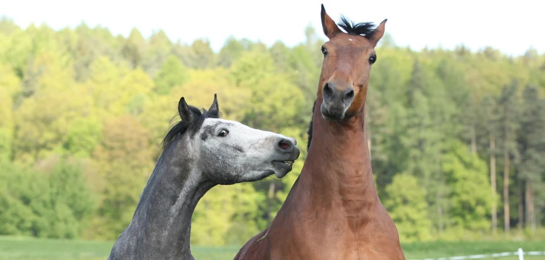 Understanding Horse Communication
