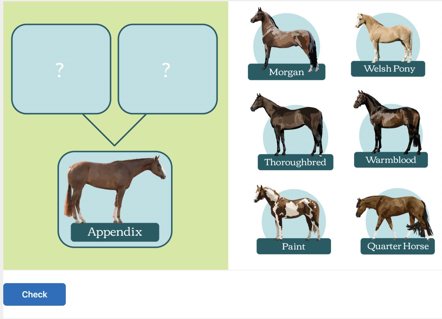 Appendix Horse Game