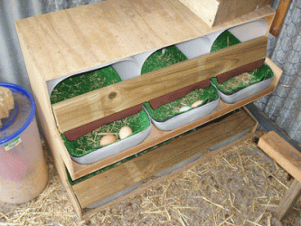 boxes chicken nest coop building roll away diy nesting laying guide eggs beginner chickens thepoultryguide poultry box egg homemade rollaway