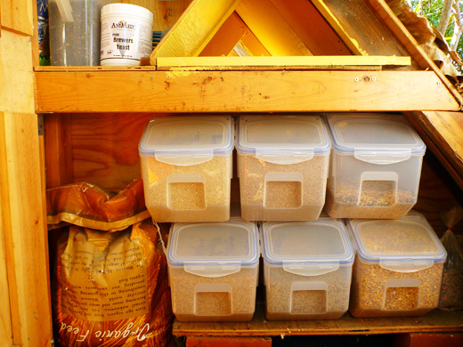 Poultry Nutrition Guide for Backyard or Free Range Chicken | The